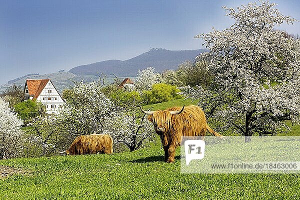 Scottish Highland cattle in a pasture  spring at the open-air museum Beuren  Swabian Alb  Baden-Württemberg  Germany  Europe