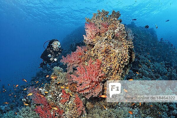 Diver looking at coral block on coral reef  typical  with many different corals and school of fish  school of red sea basslet (Pseudanthias taeniatus) Red Sea Flagfish  Red Sea  St. Johns  Marsa Alam  Egypt  Africa