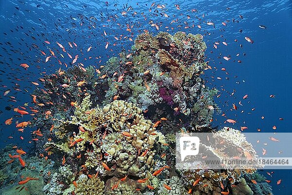 Coral block on coral reef  typical  with many different corals and school of fish  school of red sea basslet (Pseudanthias taeniatus) Red Sea Flagfish  Red Sea  St. Johns  Marsa Alam  Egypt  Africa