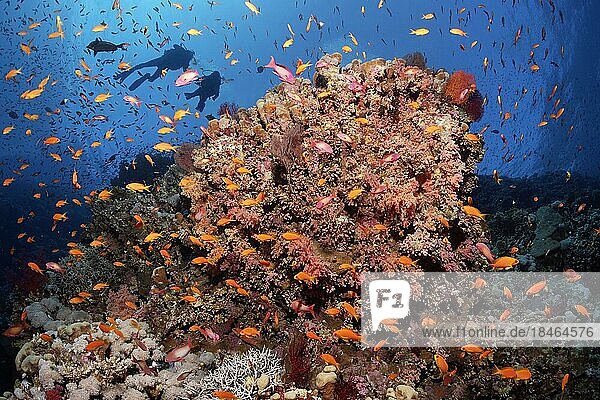 Großer Korallenblock  dicht bewachsen mit verschiedenen Korallen  Korallenriff-Steilwand  Schwarm Fahnenbarsche (Anthiinae)  hinten zwei Taucher  Rotes Meer  Brother Islands auch El Ikhwa-Inseln  Gouvernement Rotes Meer  Ägypten  Afrika
