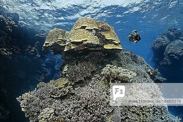 Taucherin  Taucher betrachtet Domkoralle (Porites nodifera) in spektakulär  zerklüftetem  zerklüftet  Korallenriff aus Steinkorallen (Scleractinia) Rotes Meer  St. Johns  Marsa Alam  Ägypten  Afrika