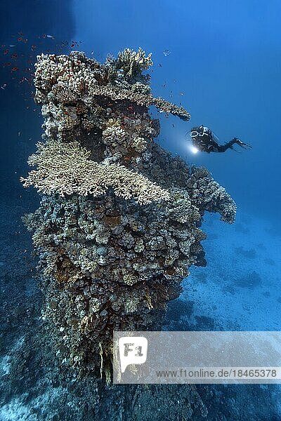 Taucher betrachtet fünfzehn Meter hoch aufragenden Korallenturm aus verschiedenen Steinkorallenarten  Rotes Meer  St. Johns  Ägypten  Afrika