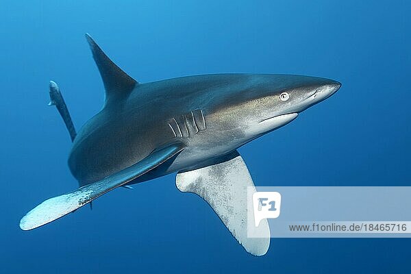 Oceanic whitetip shark (Carcharhinus longimanus)  swims mock attack and turns away  Red Sea  Daedalus Reef  Marsa Alam  Egypt  Africa