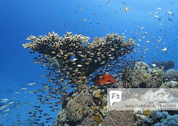 Vermillion seabass (Cephalopholis miniata) hunting in a shoal of fish  shoal of cardinalfish (Apogonidae) under Acropora table coral (Acropora solitaryensis) Red Sea  Ras Torombi  Marsa Alam  Egypt  Africa