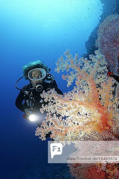 Diver  female diver illuminating Klunzingers soft coral (Dendronephthya klunzingeri) on coral reef wall with diving lamp  Red Sea  Brother Islands also El Ikhwa Islands  Red Sea Governorate  Egypt  Africa