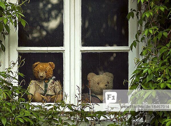 Teddybären hinter einem Fenster