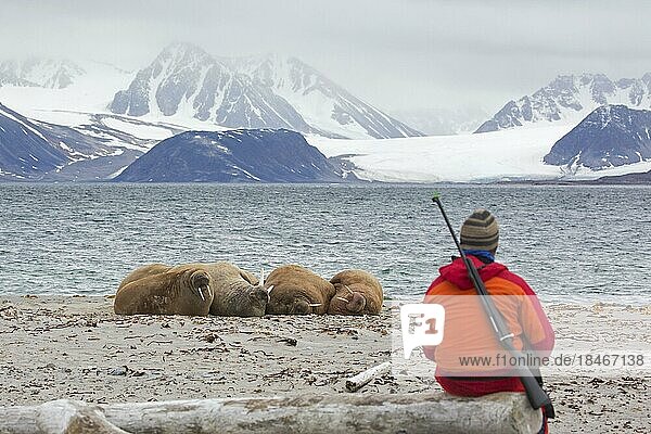 Mit einem Gewehr bewaffneter Führer beobachtet Walrosse (Odobenus rosmarus)  die am Strand von Svalbard  Spitzbergen  Norwegen  ruhen  Europa