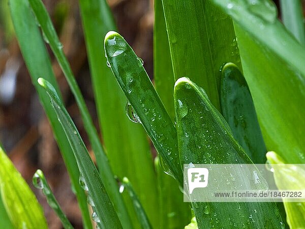Nach dem Regen  Wassertropfen an Halmen  Osterglocken (Narcissus) Hybriden