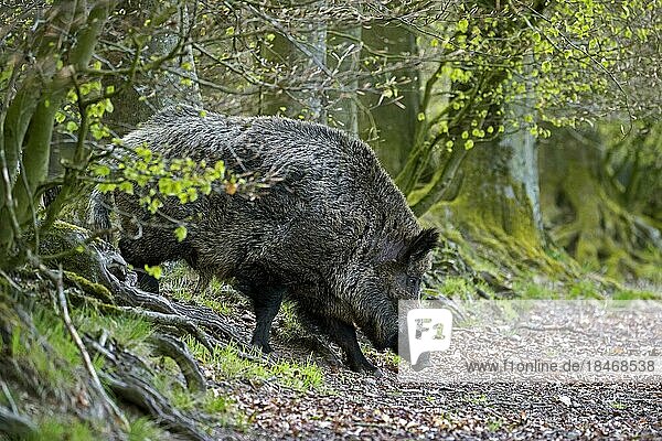 Ein einzelnes männliches Wildschwein (Sus scrofa)  das aus einem dichten Wald herauskommt