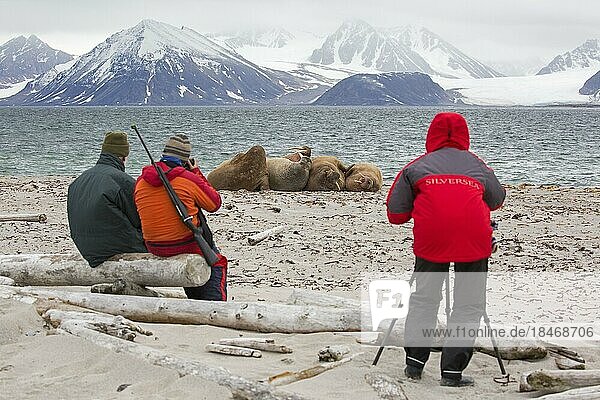 Eco-tourists with armed guide watching and photographing walruses (Odobenus rosmarus) resting on the beach at Svalbard  Spitsbergen  Norway  Europe