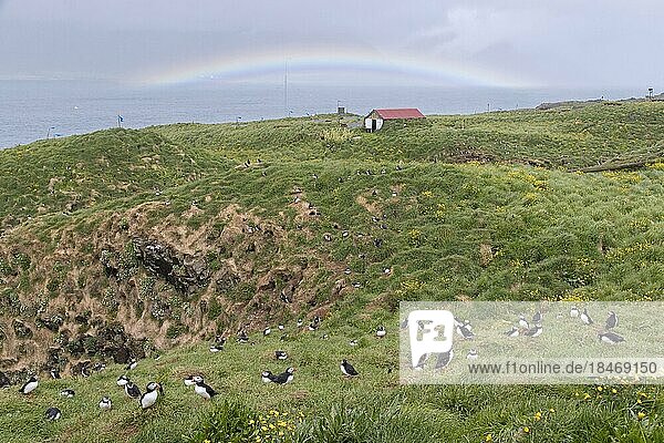 Atlantic puffins (Fratercula arctica) nesting in old rabbit holes on slope of sea cliff in seabird colony in summer  Iceland  Europe