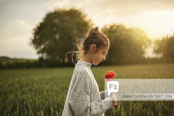 Girl holding poppy flower in green field at sunset