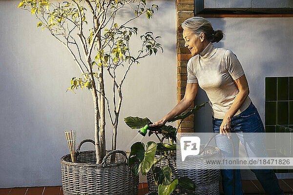 Lächelnde reife Frau  die Topfpflanzen gießt