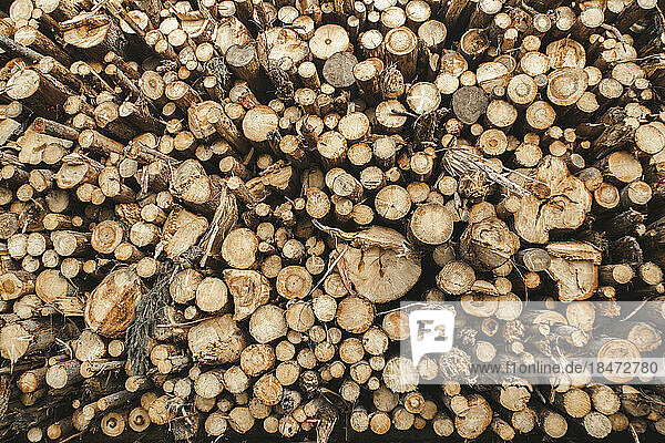 Pile of logs in sawmill