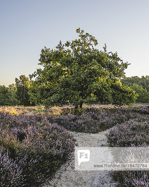 Germany  Hamburg  Footpath amid blooming heather in Fischbeker Heide reserve at dawn