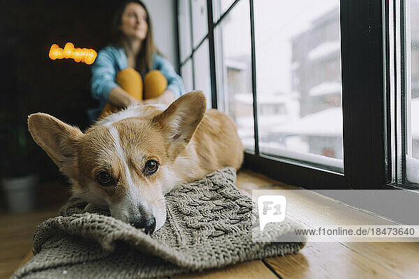 Dog resting on blanket at window sill in home
