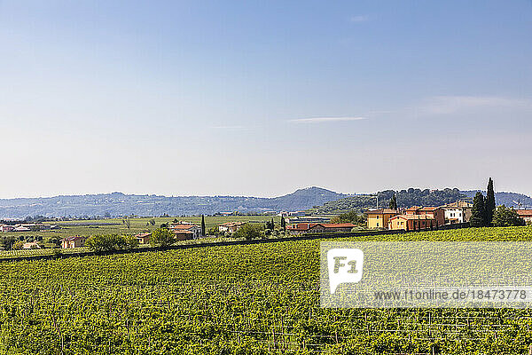 Italy  Tuscany  Vast green vineyard in sunshine