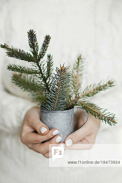 Womans hands holding vintage cup with spruce branches