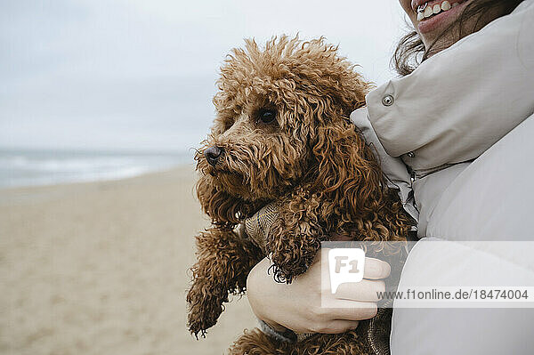 Maltipoo dog being held by woman at beach