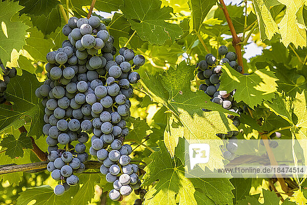 Corvina Veronese grapes growing in summer