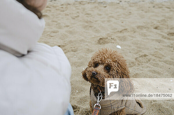 Maltipoo dog sitting on sand at beach