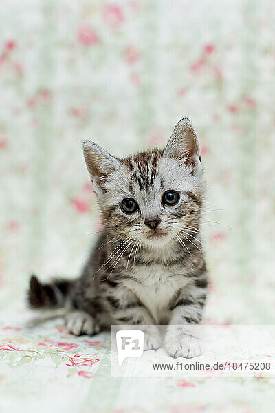 American Shorthair kitten