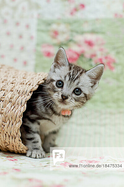 American Shorthair kitten