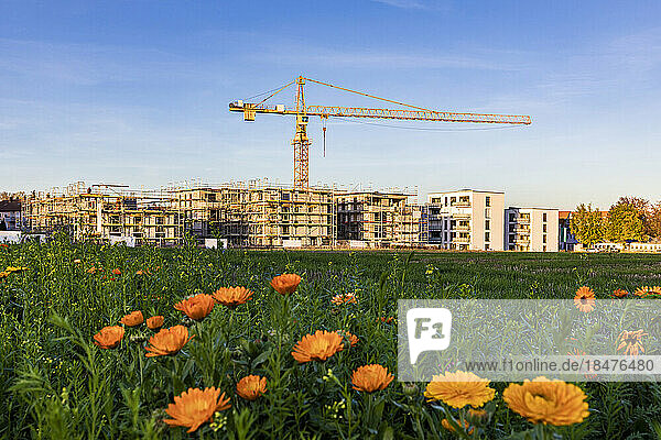 Germany  Baden-Wurttemberg  Fellbach  Wildflowers blooming in meadow with construction site in background