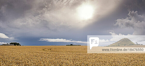 Wheat field under storm cloud with hill of North Berwick Law in background