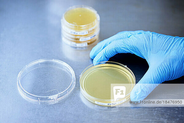 Close-up of scientist working on petri dish in a microbiological lab