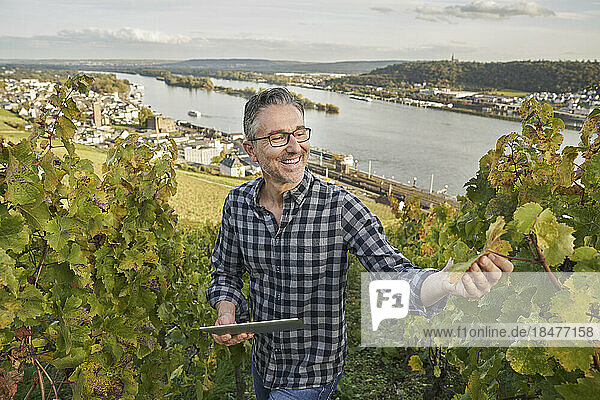 Happy mature winegrower with tablet PC examining grape leaf on hill