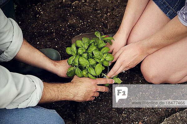 Hands of couple planting plant in soil