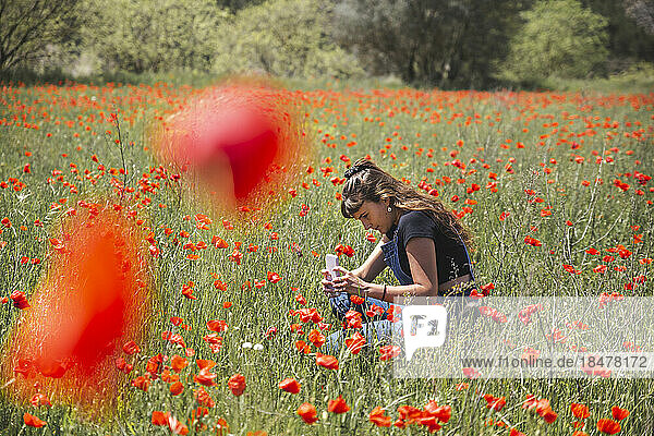 Young woman taking photos of poppy flowers using smart phone in field