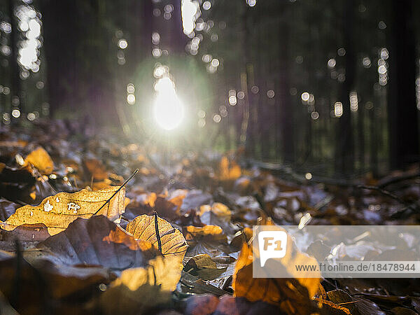 Fallen leaves lying on ground with sun setting in background