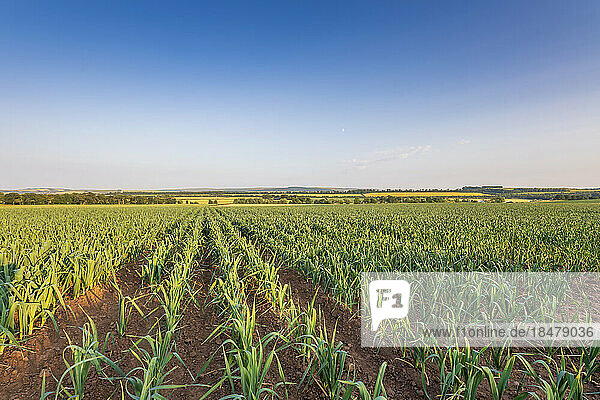 Rows of leeks in field under blue sky