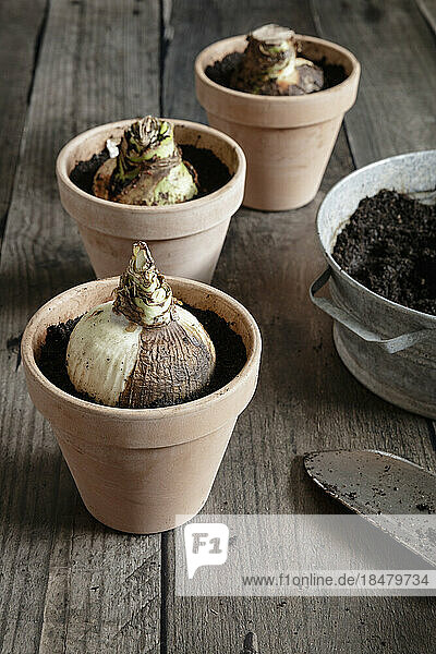 Pots with freshly planted amaryllis bulbs