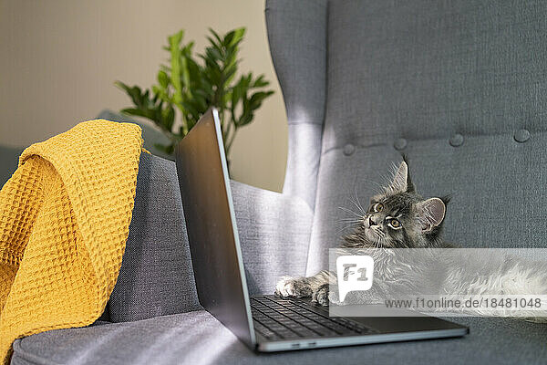 Graue Katze mit Laptop sitzt zu Hause im Sessel