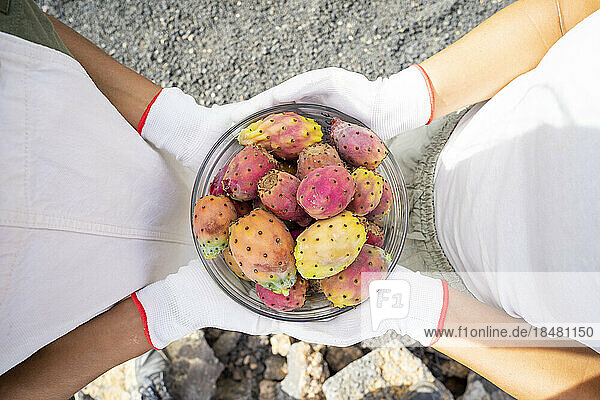 Friends holding bowl of freshly picked prickly pears in bowl