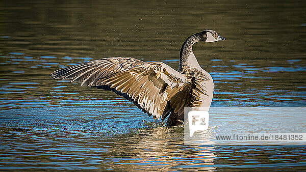 Canada goose (Branta canadensis) swimming in lake