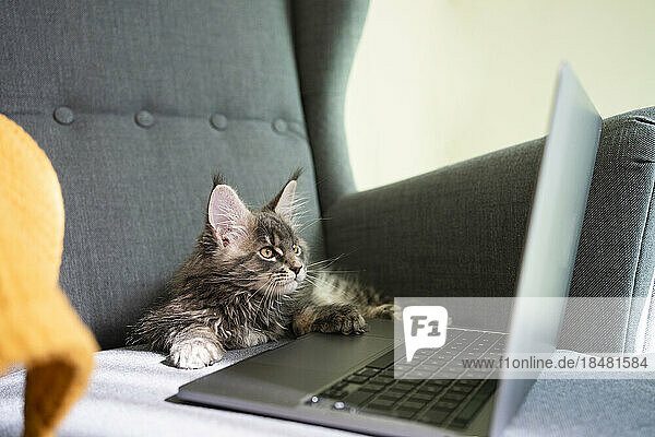 Cat watching laptop sitting in armchair at home