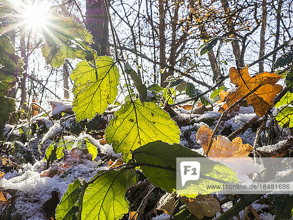 Leaves in winter forest on sunny day