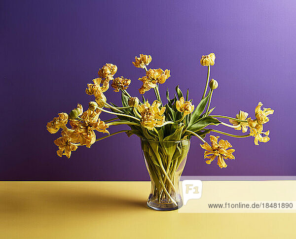 Vase of yellow tulips on table against purple background