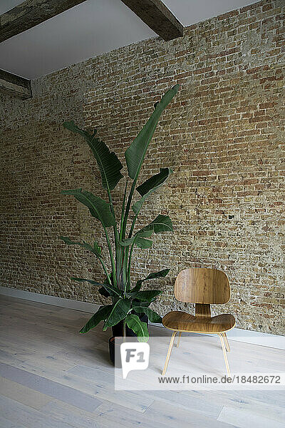 Leerer Stuhl und Pflanze in der Nähe einer Ziegelmauer