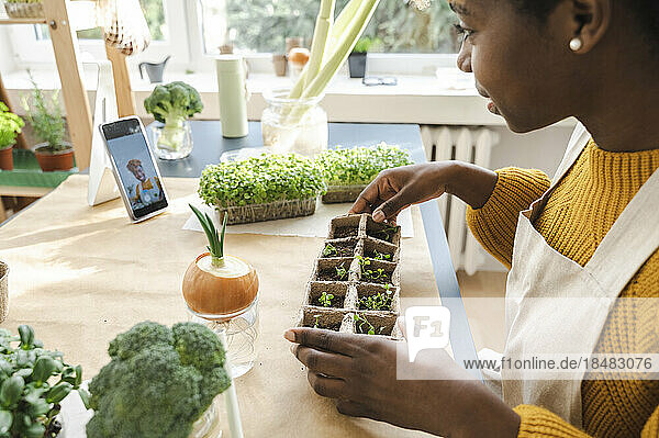 Young vlogger filming sprouted lentil seeds at home