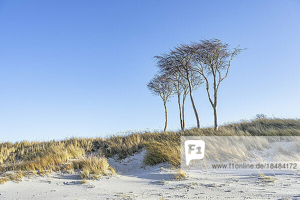 Germany  Mecklenburg-Vorpommern  Grassy beach on Fischland-Darss-Zingst peninsula