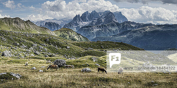 Horses grazing at Pale di San Martino  Dolomites  Italy