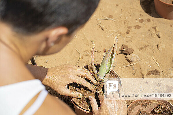Woman planting aloe vera in pot