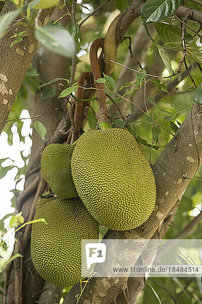 Close up of growing jackfruits