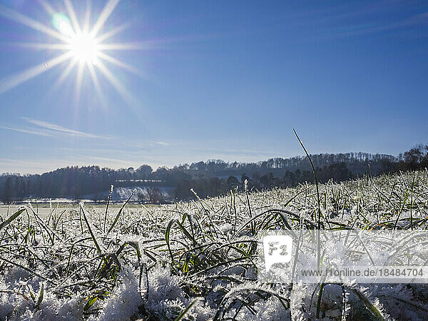 Sun shining over snow-covered grass