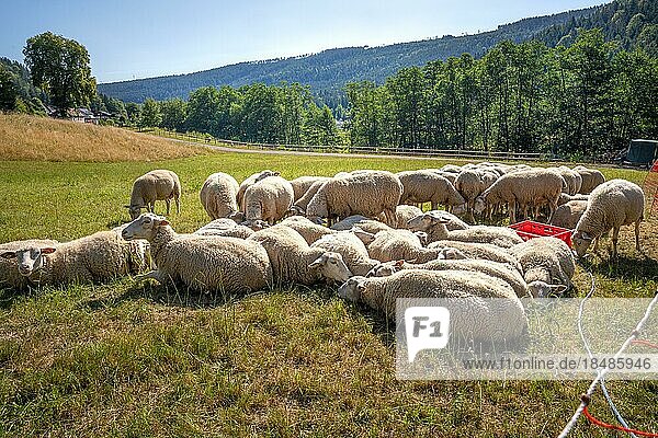 Sheep cuddling with each other in the pasture  Bad Wildbad  Black Forest  Germany  Europe